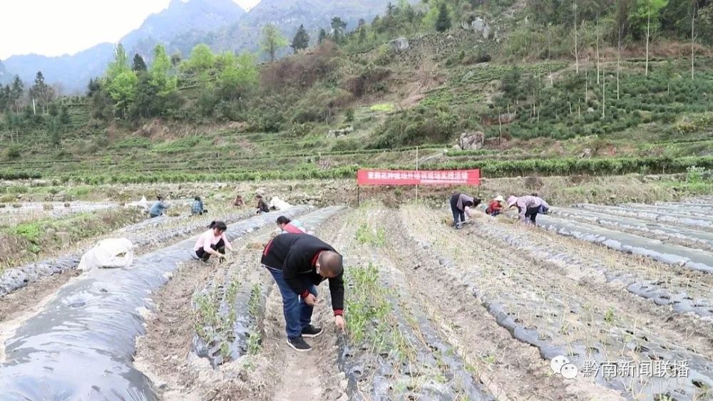 太子参种植成本及利润_种太子参前景如何_太子参种植成为群众致富