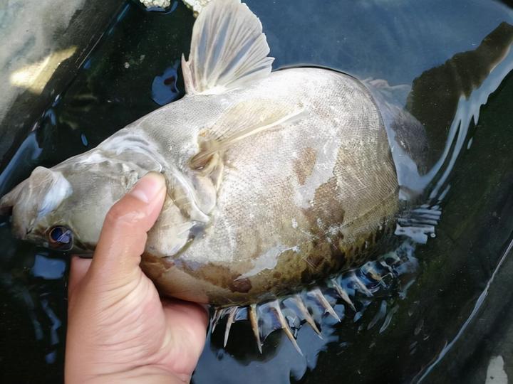 致富经桂花鱼养殖_桂花致富养殖鱼缸图片_桂花致富养殖鱼怎么样