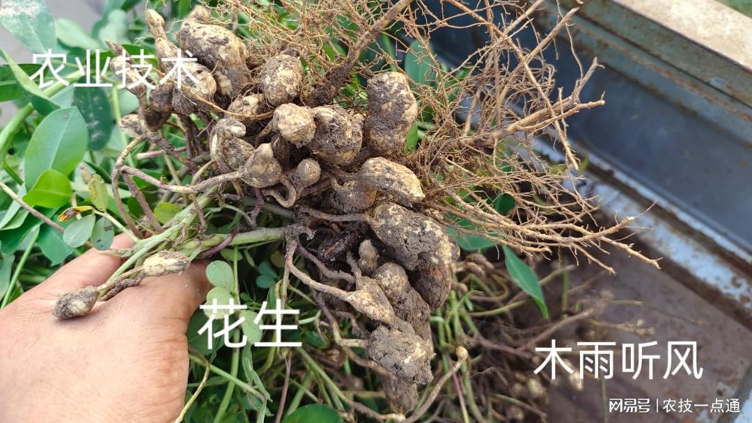 花生怎样种植产量高？掌握种植花生的技巧方法，花生亩产超千斤