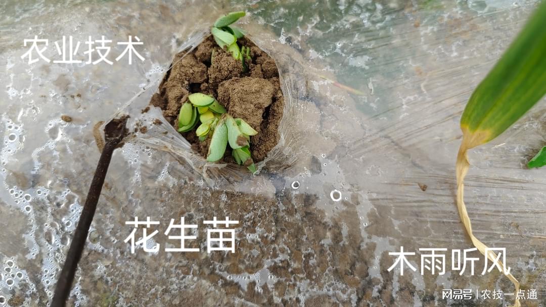 花生高产种植技术株距行距_花生高产种植技术视频_花生最高产种植技术