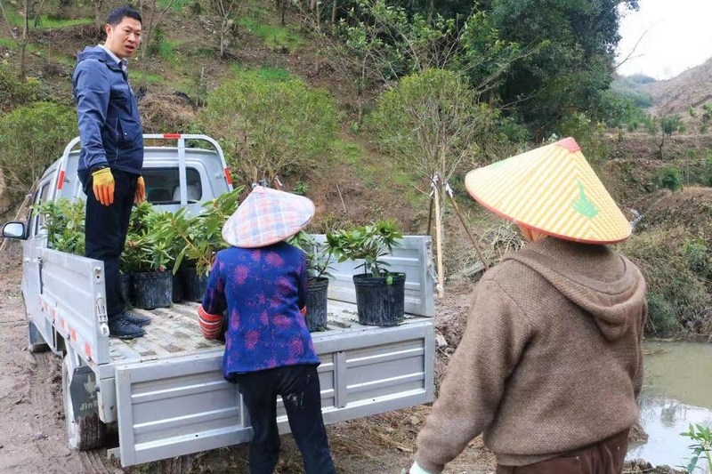 山乡引种“致富花”