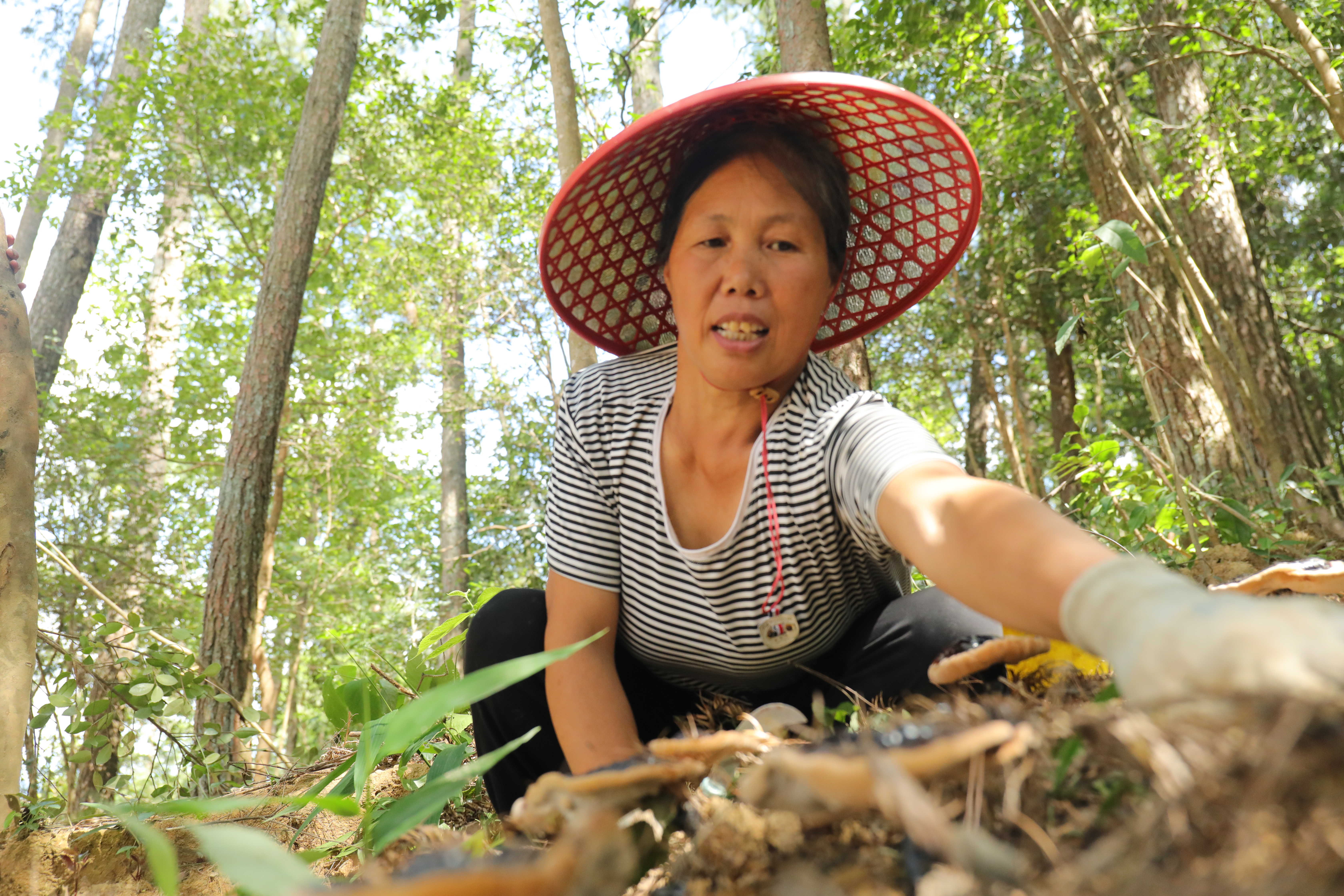 太子参种植是骗局吗_太子参种植效益_太子参种植成为群众致富