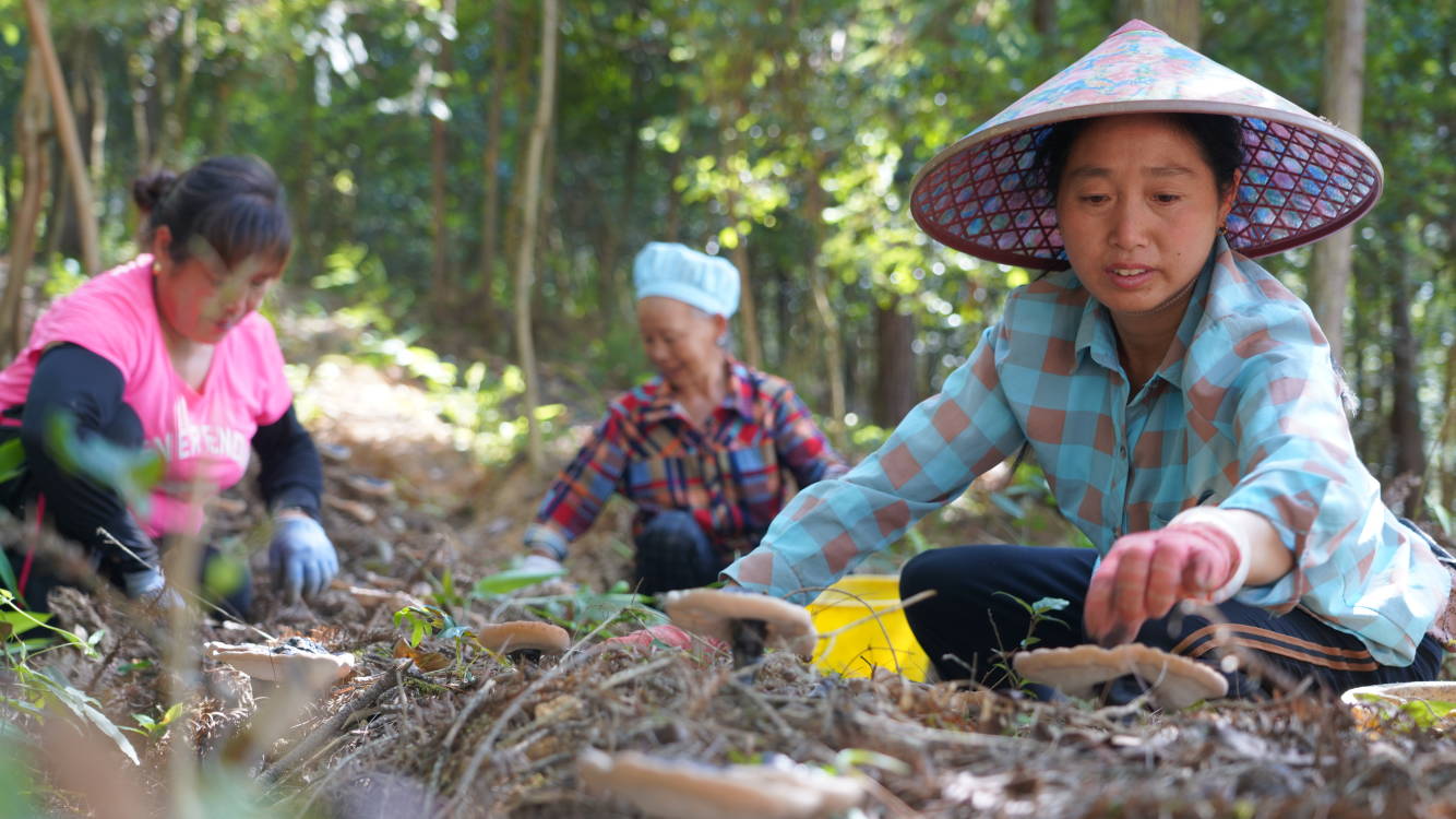 太子参种植效益_太子参种植成为群众致富_太子参种植是骗局吗