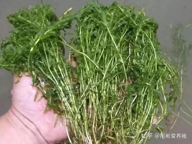 六种水草，五种种植方法，小龙虾养殖必备！