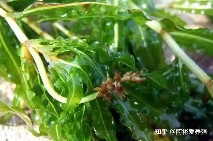 南京龙虾养殖陈老师讲课_江苏龙虾养殖_南京小龙虾养殖技术