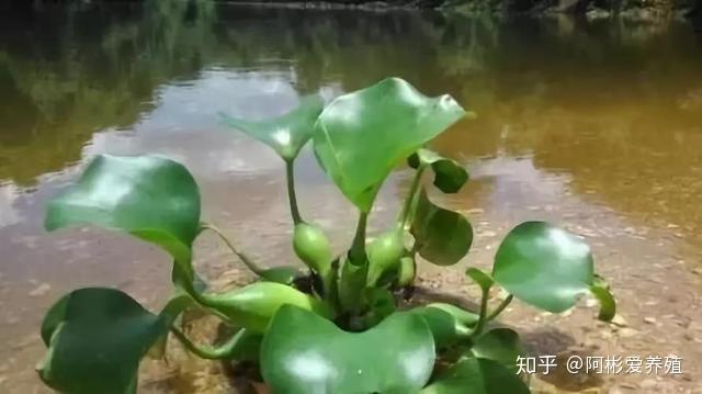 南京龙虾养殖陈老师讲课_江苏龙虾养殖_南京小龙虾养殖技术