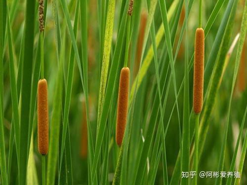 江苏龙虾养殖_南京龙虾养殖陈老师讲课_南京小龙虾养殖技术