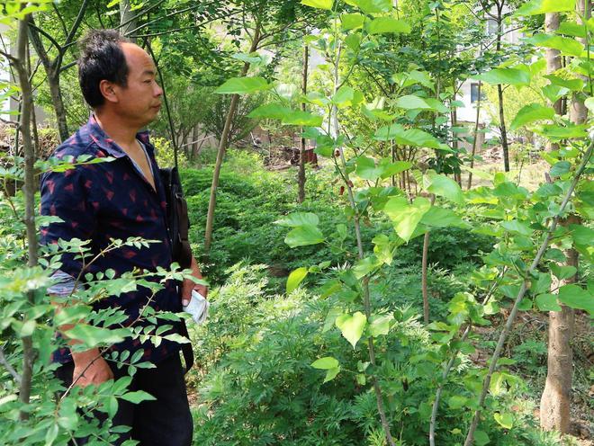 致富种植男子是谁_致富种植男子视频_男子种植致富