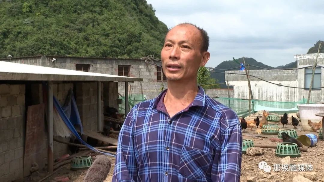 养殖鸡致富经视频_鸡致富养殖视频_农业节目致富经养殖鸡视频