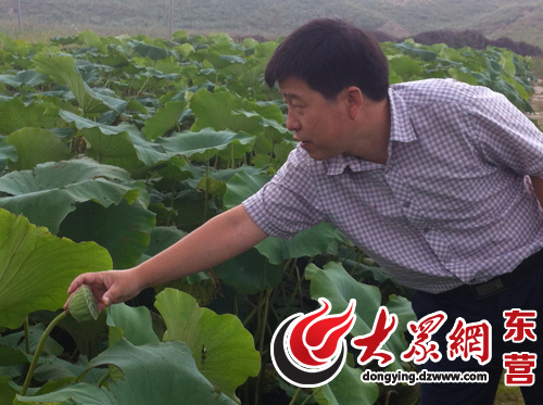 浅水种莲藕亩产_浅水藕种植视频_种植浅水藕致富