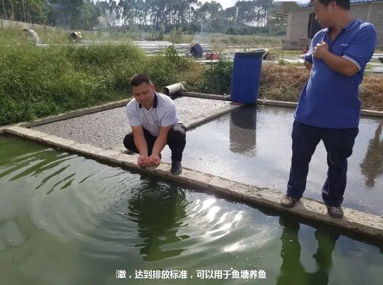 鸡粪发酵养殖猪技术_鸡粪发酵喂猪发酵剂用什么好_猪粪发酵喂鸡技术