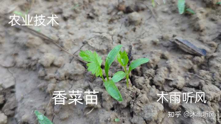 夏季香菜种植_致富香菜夏天种植怎么样_夏天种植香菜致富