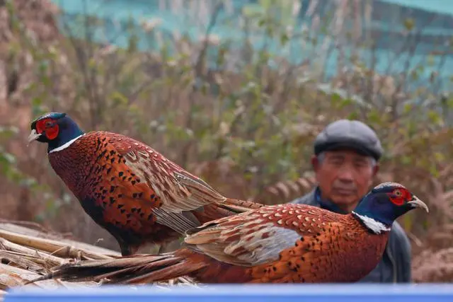 致富经七彩山鸡养殖视频_致富经七彩山鸡视频_视频致富七彩山鸡是真的吗