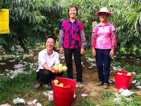  连平县光大种植合作社村民喜摘成熟的鹰嘴蜜桃