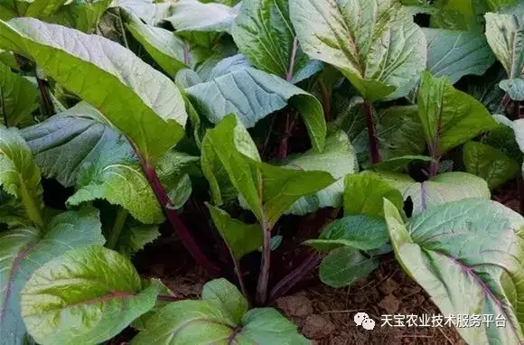 靑苔种植_菜苔的种植技术和时间_苔菜种植时间及方法