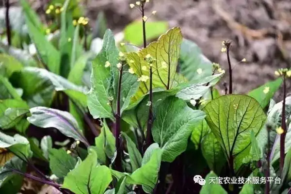 靑苔种植_苔菜种植时间及方法_菜苔的种植技术和时间