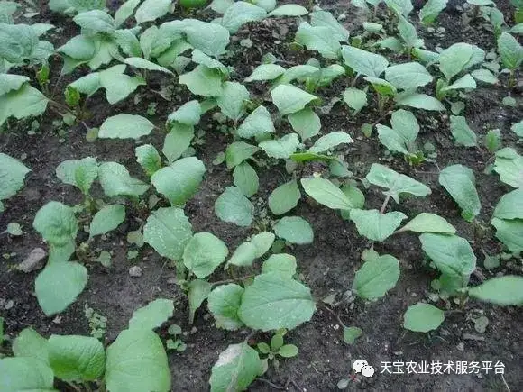 苔菜种植时间及方法_靑苔种植_菜苔的种植技术和时间