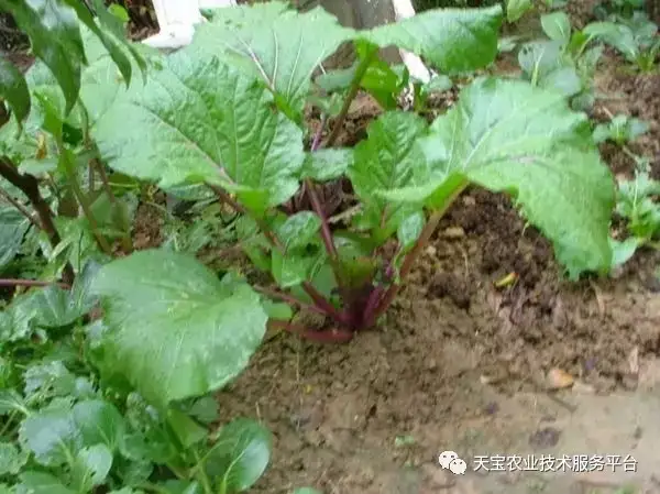 苔菜种植时间及方法_菜苔的种植技术和时间_靑苔种植