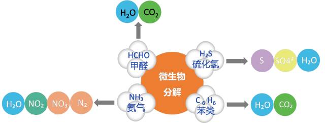 森林养殖致富吗_养殖致富经_致富农村养殖种植