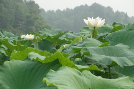 刘鹏的立体种养致富路：浅水藕+泥鳅+鲶鱼