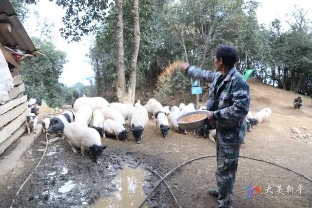 致富养殖项目_森林养殖致富吗_致富农村养殖种植