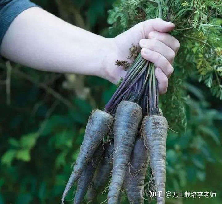 黑番茄栽培技术_黑番茄种植前景_北京黑番茄种植技术