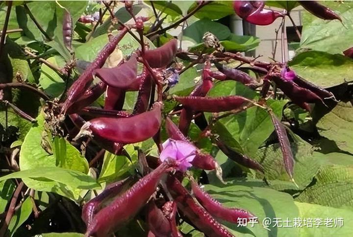 黑番茄种植前景_北京黑番茄种植技术_黑番茄栽培技术