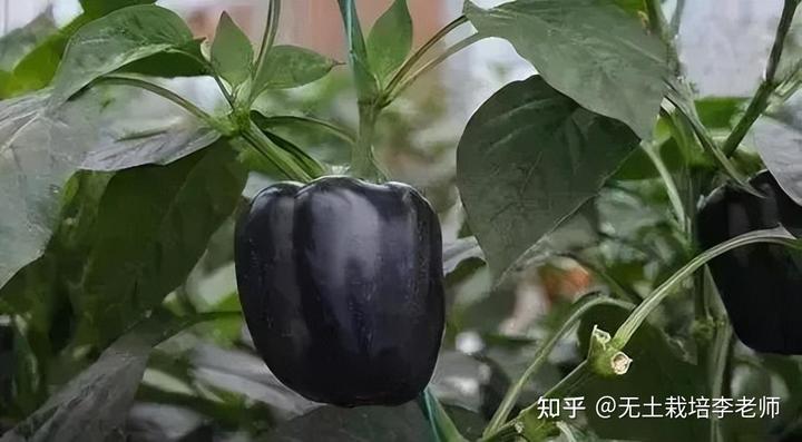 黑番茄栽培技术_北京黑番茄种植技术_黑番茄种植前景