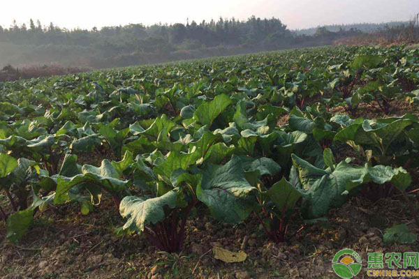 红油菜苔种植时间和方法-图片版权归惠农网所有