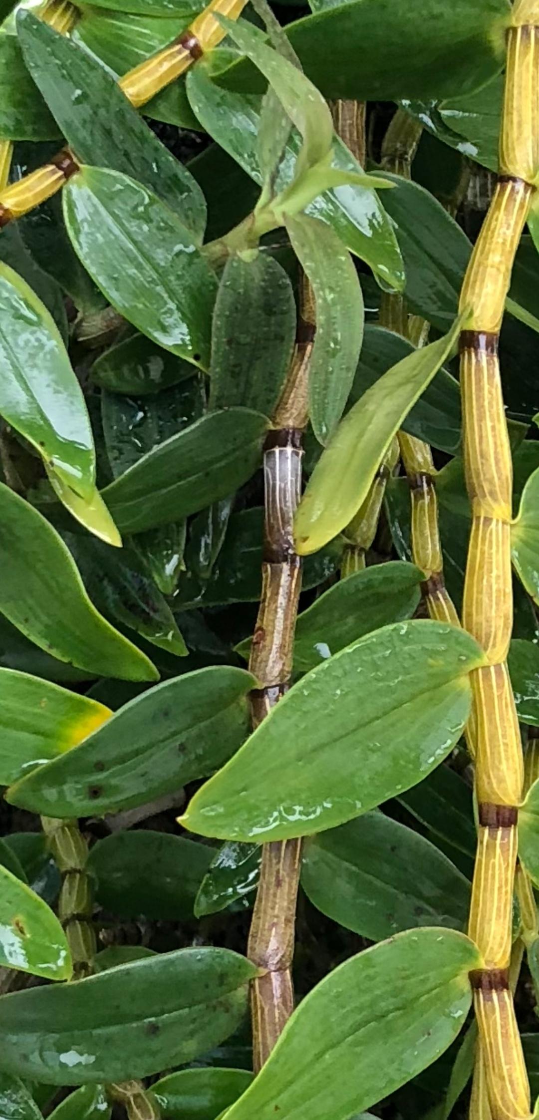 种植石斛收益怎么样_致富种植石斛怎么样_致富经石斛种植