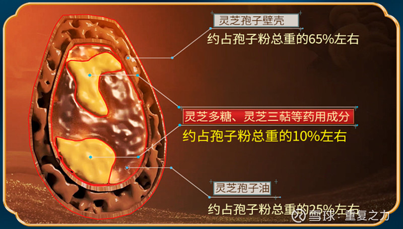 种植石斛收益怎么样_致富经石斛种植_致富种植石斛视频