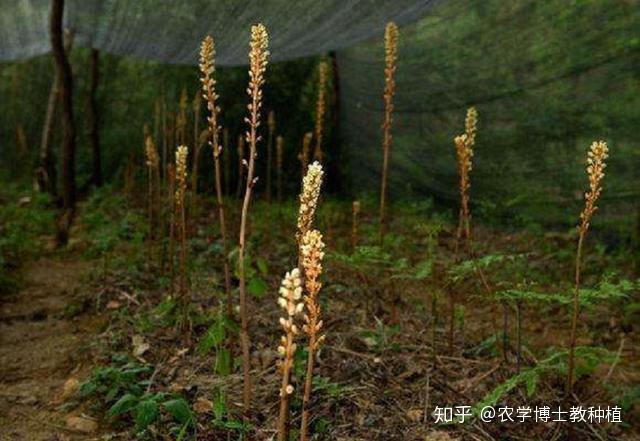 致富果树_致富种植视频全集_致富经地果种植技术