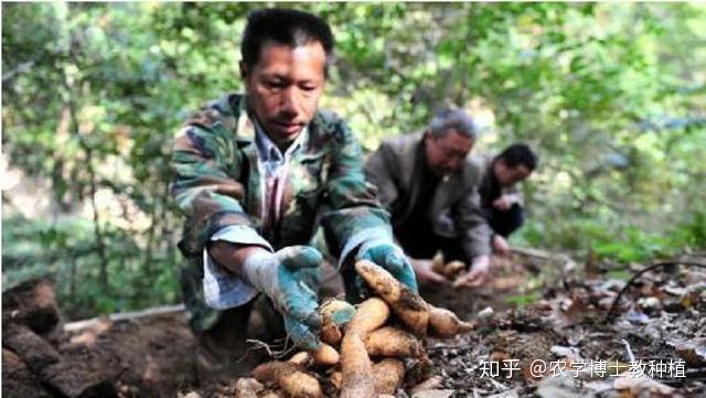 致富果树_致富种植视频全集_致富经地果种植技术