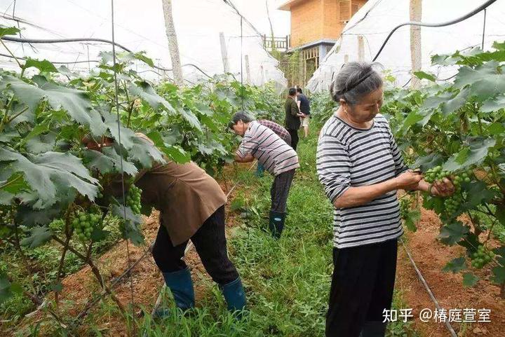 军人本色！退役老兵解甲归田，带动150多户种植户脱贫致富