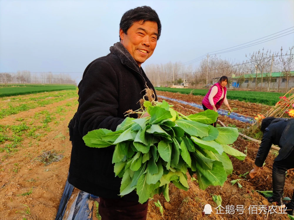 种植什么致富菜_致富经种蔬菜种出千万财富_种菜致富案例