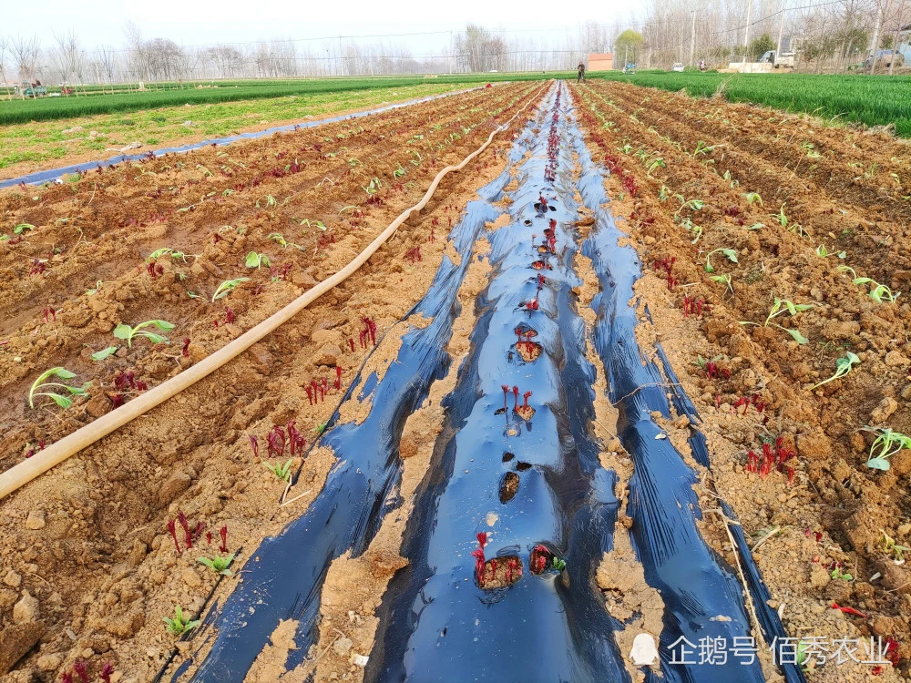 种植什么致富菜_致富经种蔬菜种出千万财富_种菜致富案例