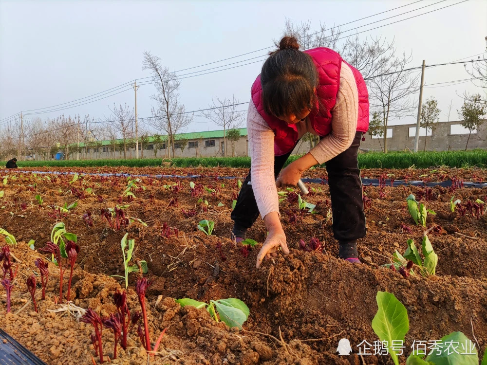 致富经种蔬菜种出千万财富_种植什么致富菜_种菜致富案例