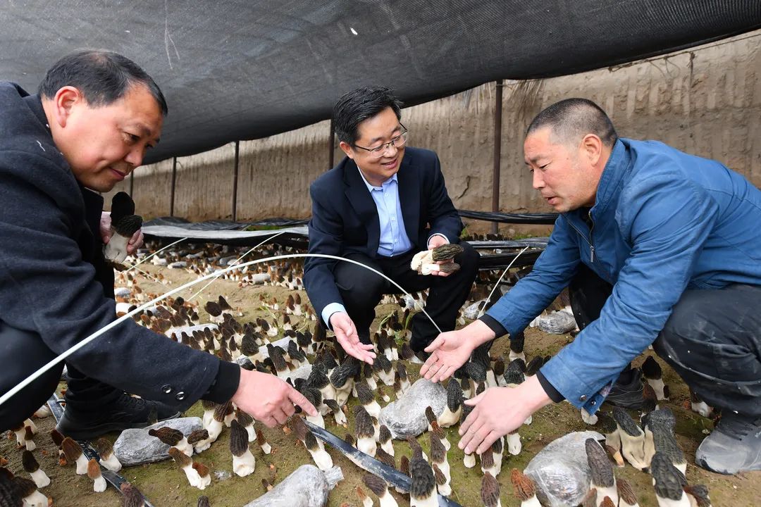 羊和种植致富_致富经合作养羊怎么合作_农业农村致富经养羊