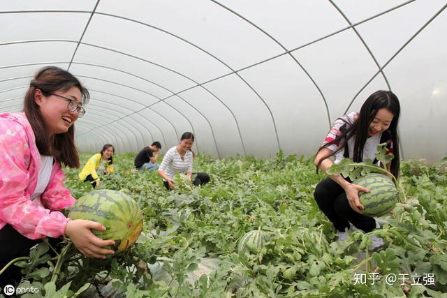 致富经蔬菜种植_种植什么致富菜_致富经种蔬菜种出千万财富