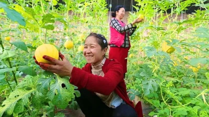 吊瓜的种植方法及管理办法视频_种植技术吊瓜技术要点_吊瓜种植技术