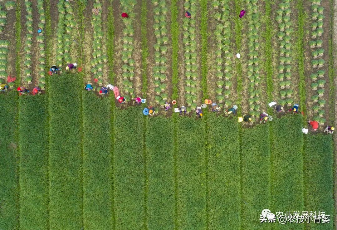 种植香葱大量技术措施_种植香葱大量技术有哪些_大量香葱种植技术