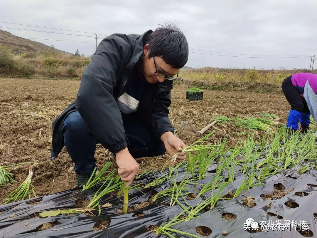 大量香葱种植技术_种植香葱大量技术有哪些_种植香葱大量技术措施