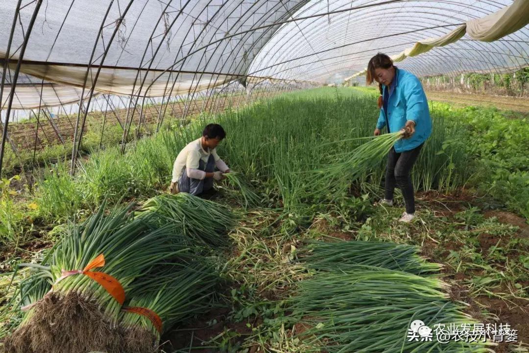 种植香葱大量技术措施_种植香葱大量技术有哪些_大量香葱种植技术