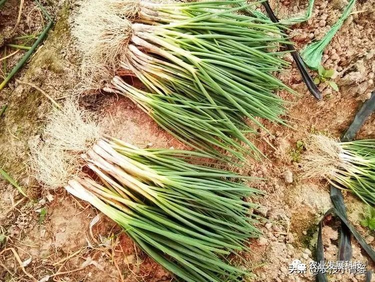 种植香葱大量技术有哪些_大量香葱种植技术_种植香葱大量技术措施