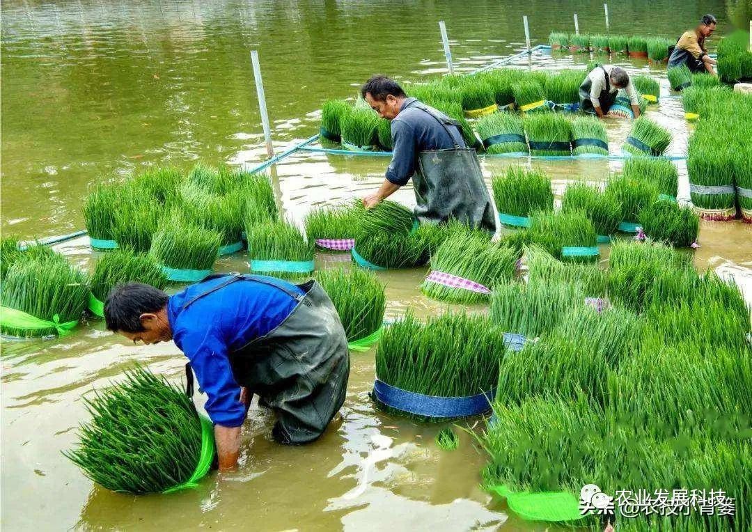 大量香葱种植技术_种植香葱大量技术有哪些_种植香葱大量技术措施