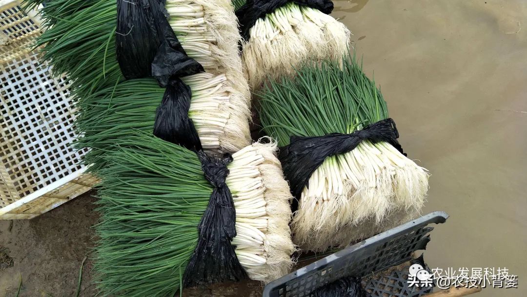 大量香葱种植技术_种植香葱大量技术有哪些_种植香葱大量技术措施