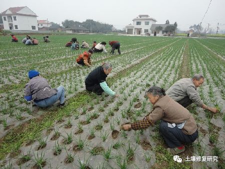 走进农家大讲堂—香葱的栽培技术要点