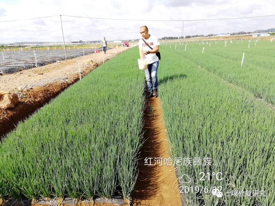 种植香葱大量技术要求_大量香葱种植技术_种植香葱大量技术有哪些