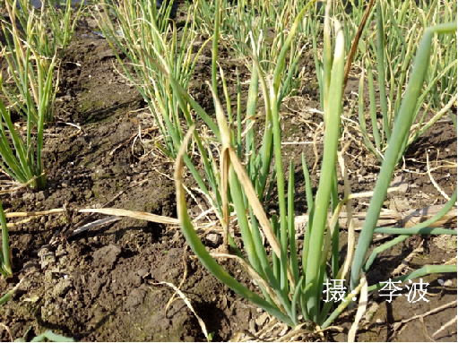 种植香葱大量技术措施_种植香葱大量技术有哪些_大量香葱种植技术