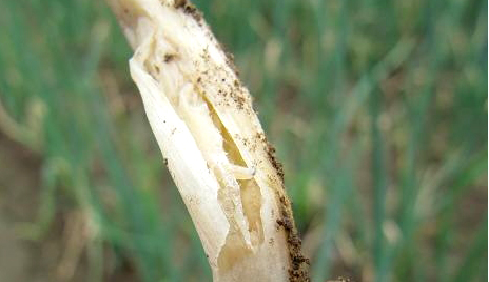 种植香葱大量技术措施_大量香葱种植技术_种植香葱大量技术有哪些